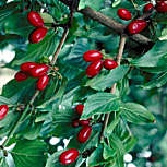 Cornelian Cherry Dogwood or European Cornel