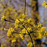 Cornelian Cherry Dogwood or European Cornel