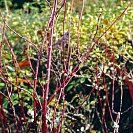 Bloodtwig Dogwood - Cornus sanguinea