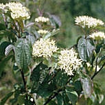 Bloodtwig Dogwood - Cornus sanguinea