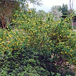 Coronilla Emerus