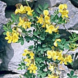 Scorpion senna - Coronilla emerus