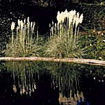 Pampas Grass - Cortaderia selloana or gynerium argenteum