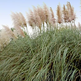 Pink Pampas Grass - Cortaderia selloana rosea