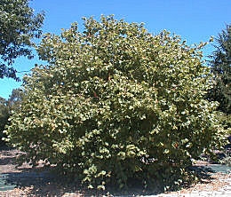 Common Hazel - Corylus avellana