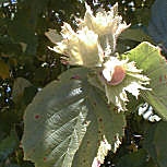Common Hazel&nbsp;- Corylus avellana
