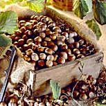 Common Hazel&nbsp;- Corylus avellana