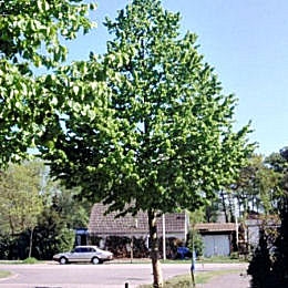 Turkish Hazel