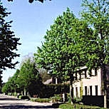 Turkish Hazel