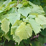 Turkish Hazel