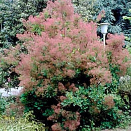 Smoke bush - Cotinus coggygria