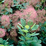 Smoke bush - Cotinus coggygria