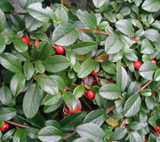 Cotoneaster dammeri - Cotoneaster dammeri - Fruits