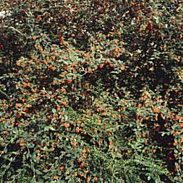 Franchet's Cotoneaster - Cotoneaster franchetii