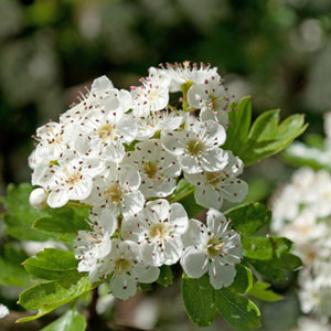 Common Hawthorn - Crataegus monogyna
