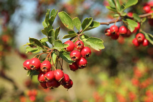 Common Hawthorn - Crataegus monogyna