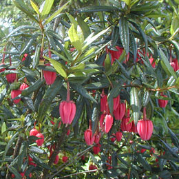 Lantern tree - Crinodendron hookerianum