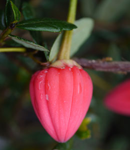 Lantern tree - Crinodendron hookerianum
