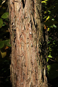 Japanese Cedar - Cryptomeria japonica