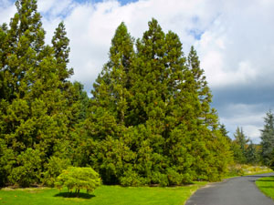Japanese Cedar - Cryptomeria japonica