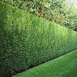 Leyland Cypress, Cupressocyparis leylandii: Hedge
