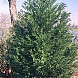 Leyland Cypress, Cupressocyparis leylandii