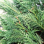 Leyland Cypress, Cupressocyparis leylandii