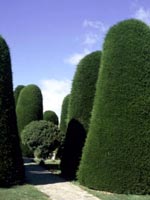 Monterey Cypress - Cupressus macrocarpa, Cupressus lambertiana