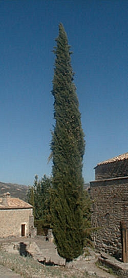 Provence Cypress - Italian Cypress- Cupressus sempervirens pyramidalis