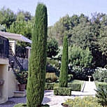 Provence Cypress - Italian Cypress- Cupressus sempervirens pyramidalis