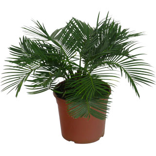 Sago Cycad or King Sago Palm or Sago Palm - Cycas revoluta - Indoor plant