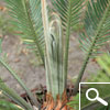 Sago Cycad or King Sago Palm or Sago Palm - houseplant Sago Cycad or King Sago Palm or Sago Palm - houseplant