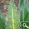 Sago Cycad or King Sago Palm or Sago Palm - houseplant Sago Cycad or King Sago Palm or Sago Palm - houseplant