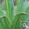 Sago Cycad or King Sago Palm or Sago Palm - houseplant Sago Cycad or King Sago Palm or Sago Palm - houseplant