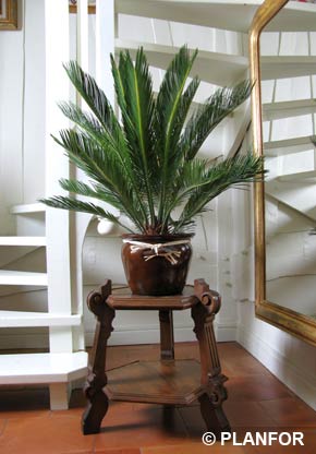 Sago Cycad or King Sago Palm or Sago Palm - houseplant