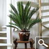 Sago Cycad or King Sago Palm or Sago Palm - houseplant Sago Cycad or King Sago Palm or Sago Palm - houseplant