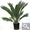 Sago Cycad or King Sago Palm or Sago Palm - houseplant