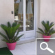 cycas revoluta cycas revoluta