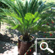 cycas revoluta cycas revoluta