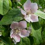 Quince flowers