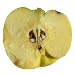 Quince fruit