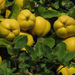 Quince fruits