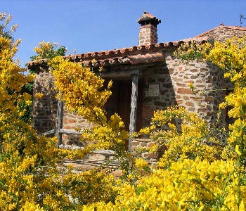 Scotch Broom, Common Broom