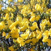 Scotch Broom, Common Broom