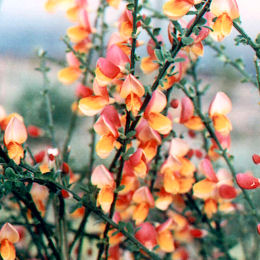 Cytisus scoparius 'La Coquette'