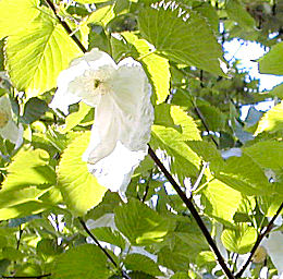 Dove tree