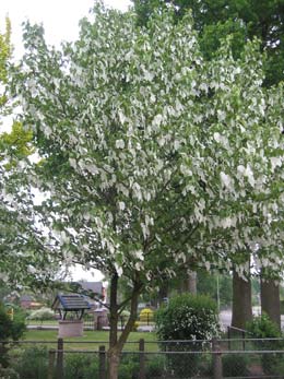 Dove tree