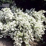 Slender Deutzia - Deutzia gracilis