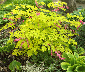 'Gold Heart' Bleeding Heart - Dicentra spectabilis 'Gold Heart'