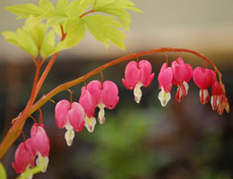 'Gold Heart' Bleeding Heart - Dicentra spectabilis 'Gold Heart'